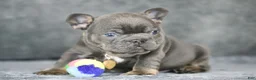 French Bulldog dogs for sale: Leo - Ad 3