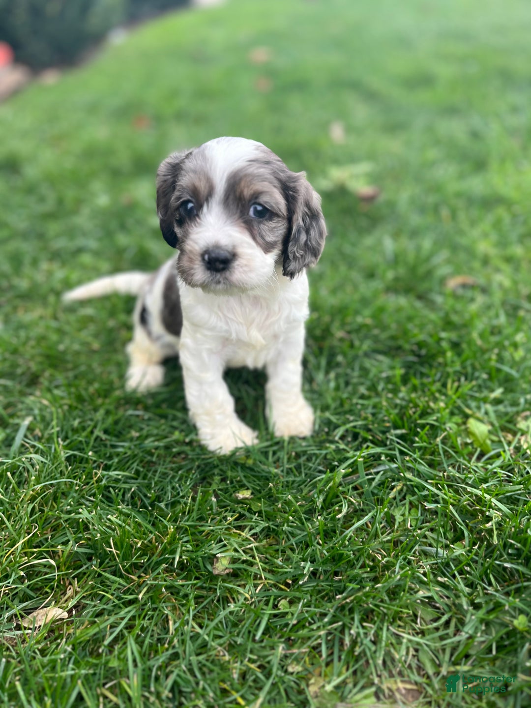 Cockapoo dogs for sale: Cedar - Ad 4