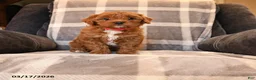 Cavapoo dogs for sale: Peaches - Ad 1