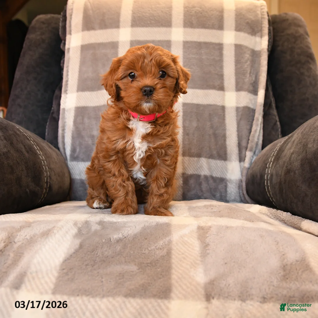 Cavapoo dogs for sale: Peaches - Ad 1