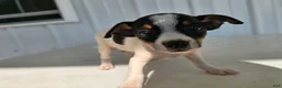 Chihuahua dogs for sale: Scrappy - Ad 9