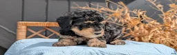 Havapoo dogs for sale: Maddox - Ad 5