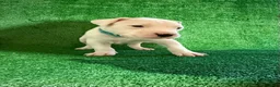 Dogo Argentino dogs for sale: Blue female - Ad 1