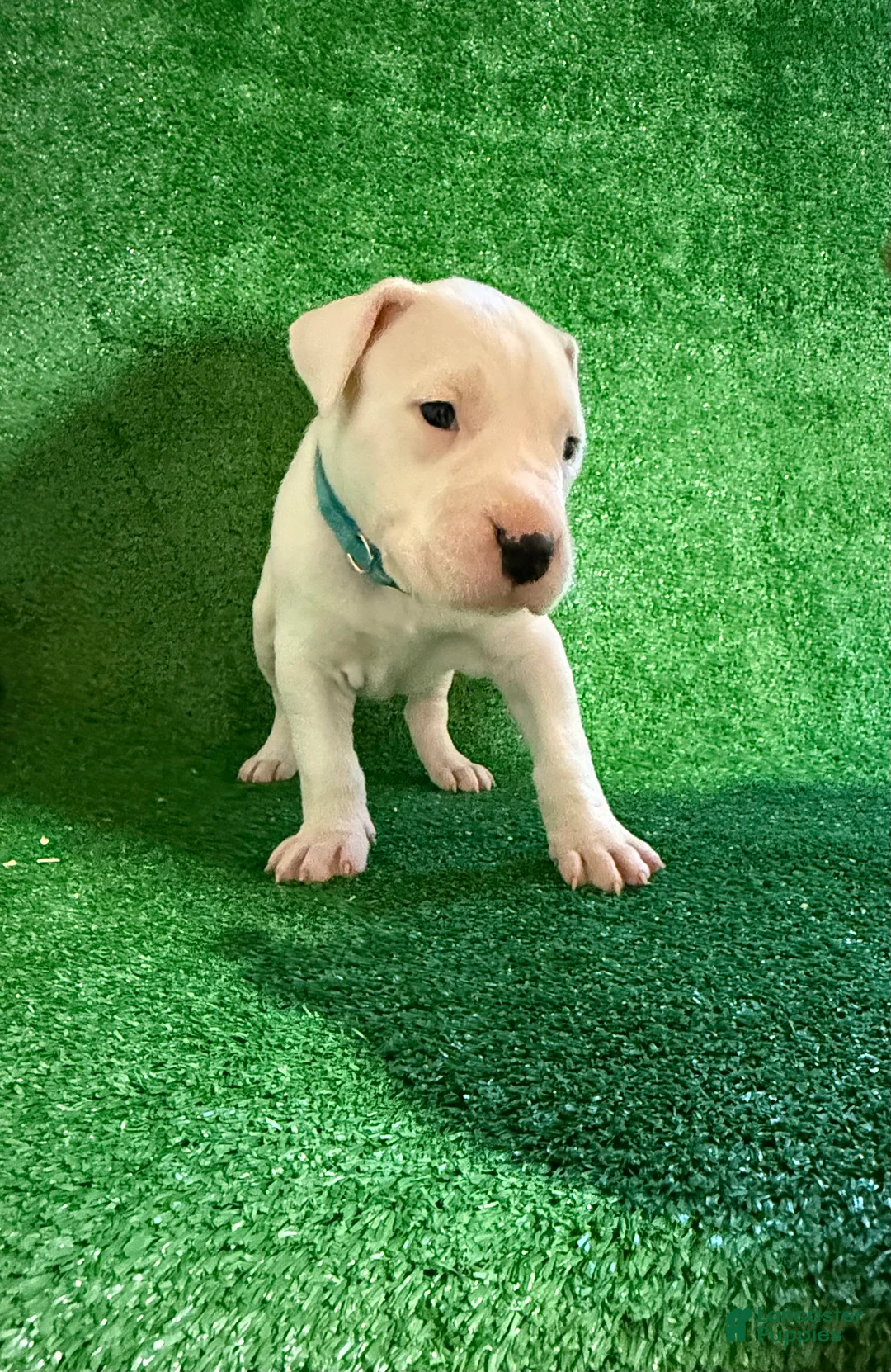 Dogo Argentino dogs for sale: Blue female - Ad 1