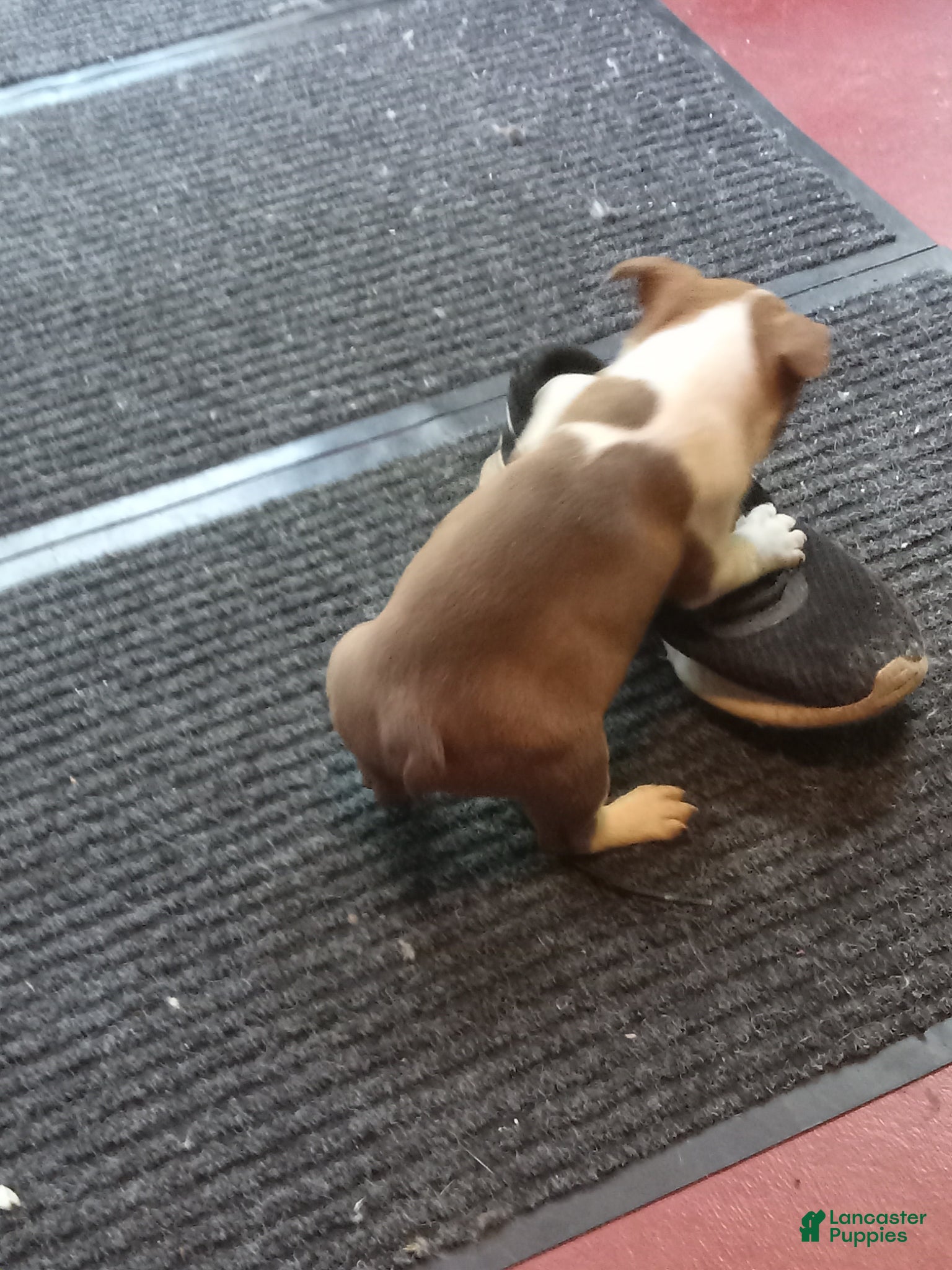 Boston Terrier dogs for sale: gb-3 - Ad 3