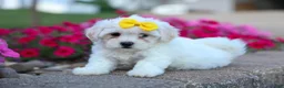 Teddy Bear dogs for sale: Bubbles 💖 - Ad 9