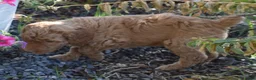Standard Poodle dogs for sale: Standard Poodle 2 Apricot - Ad 3