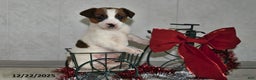 Jack Russell Terrier dogs for sale: Jasper - Ad 2