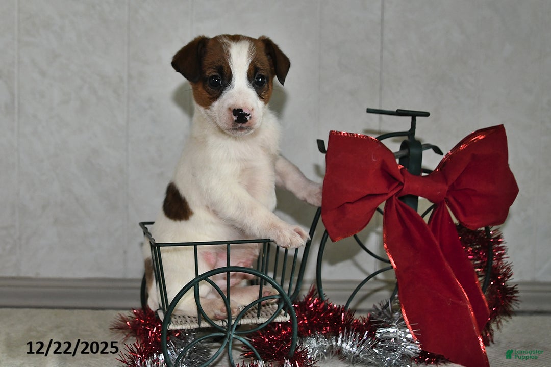 Jack Russell Terrier dogs for sale: Jasper - Ad 2
