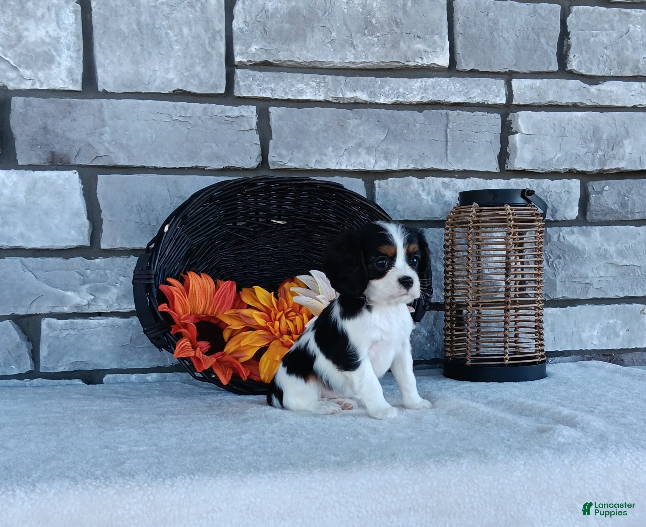 Cavalier King Charles Spaniel dogs for sale: Oreo - Ad 1