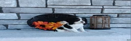 Cavalier King Charles Spaniel dogs for sale: Oreo - Ad 1