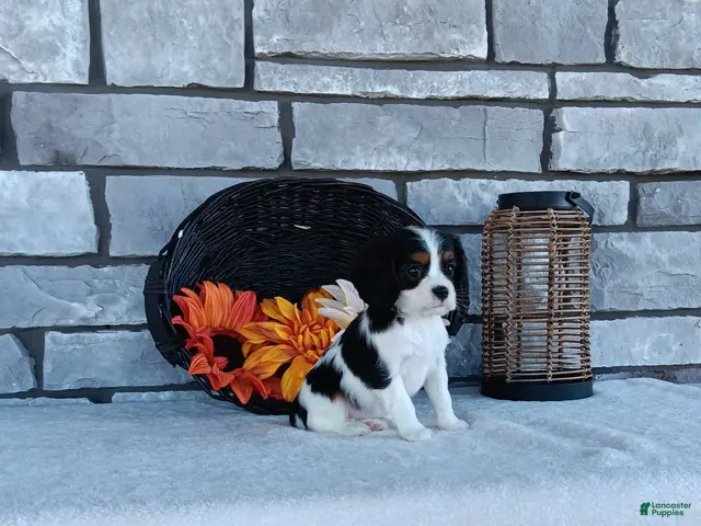 Cavalier King Charles Spaniel dogs for sale: Oreo - Ad 1