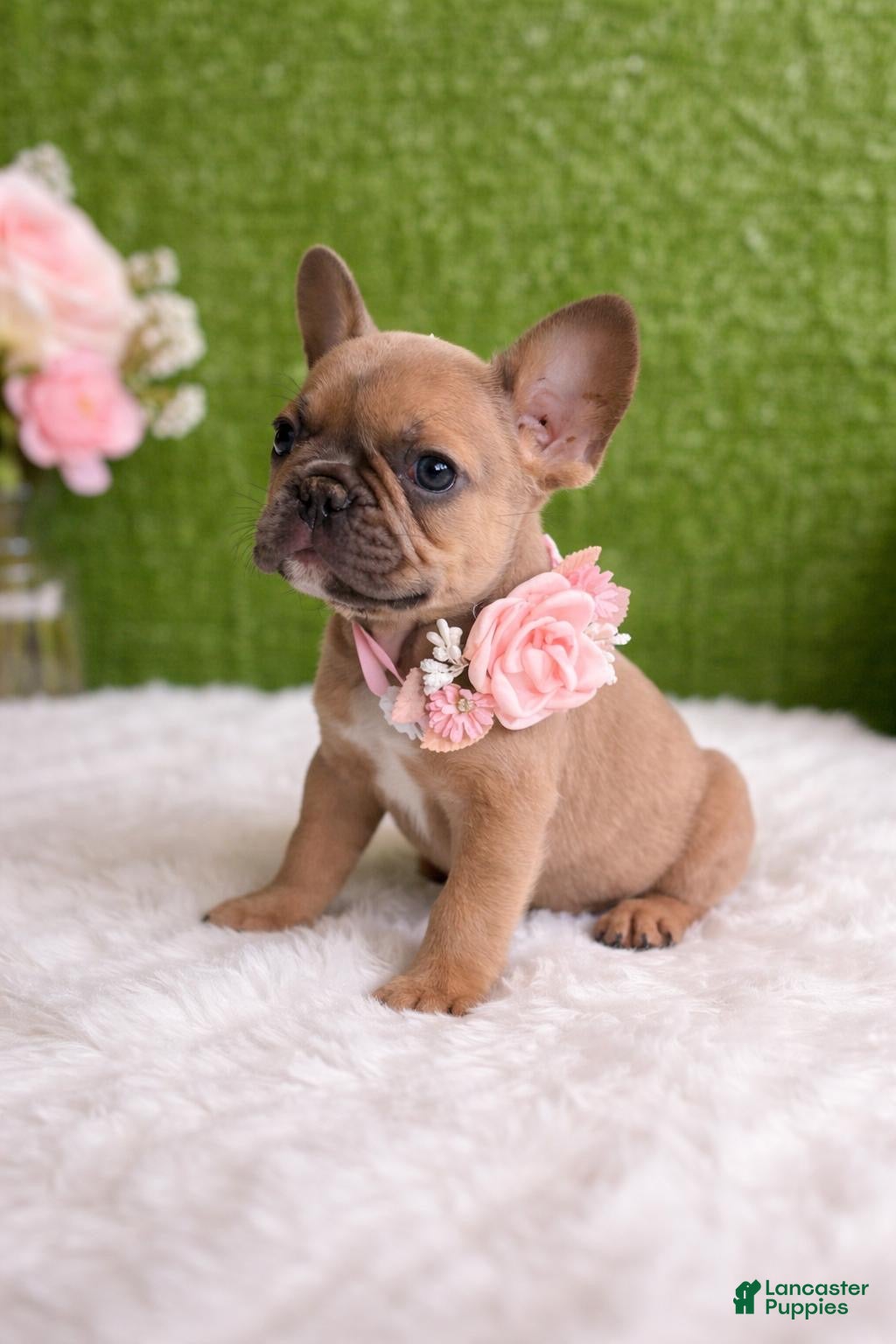 French Bulldog dogs Roxy  - Ad 29