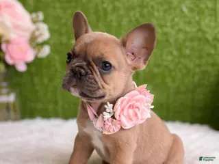 French Bulldog dogs Roxy - Ad 29