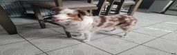 Miniature Australian Shepherd dogs for sale: Miniature Australian Shepherd 1 - Ad 2