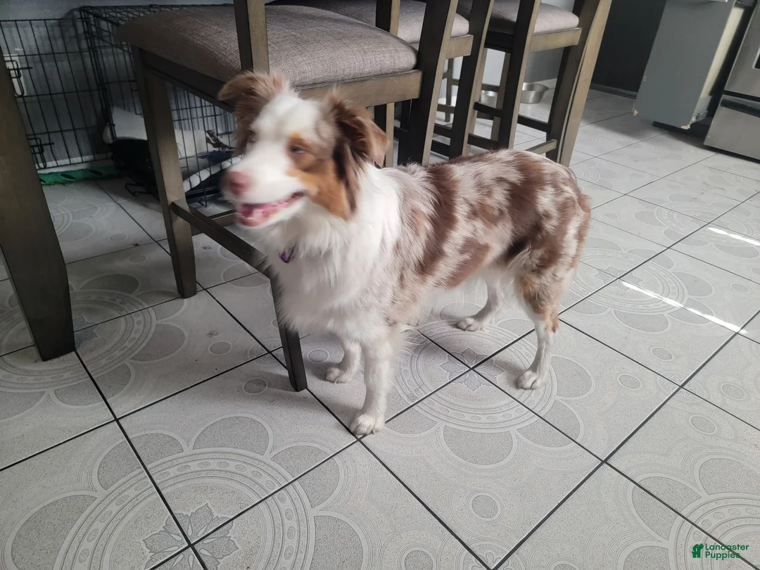 Miniature Australian Shepherd dogs for sale: Miniature Australian Shepherd 1 - Ad 2