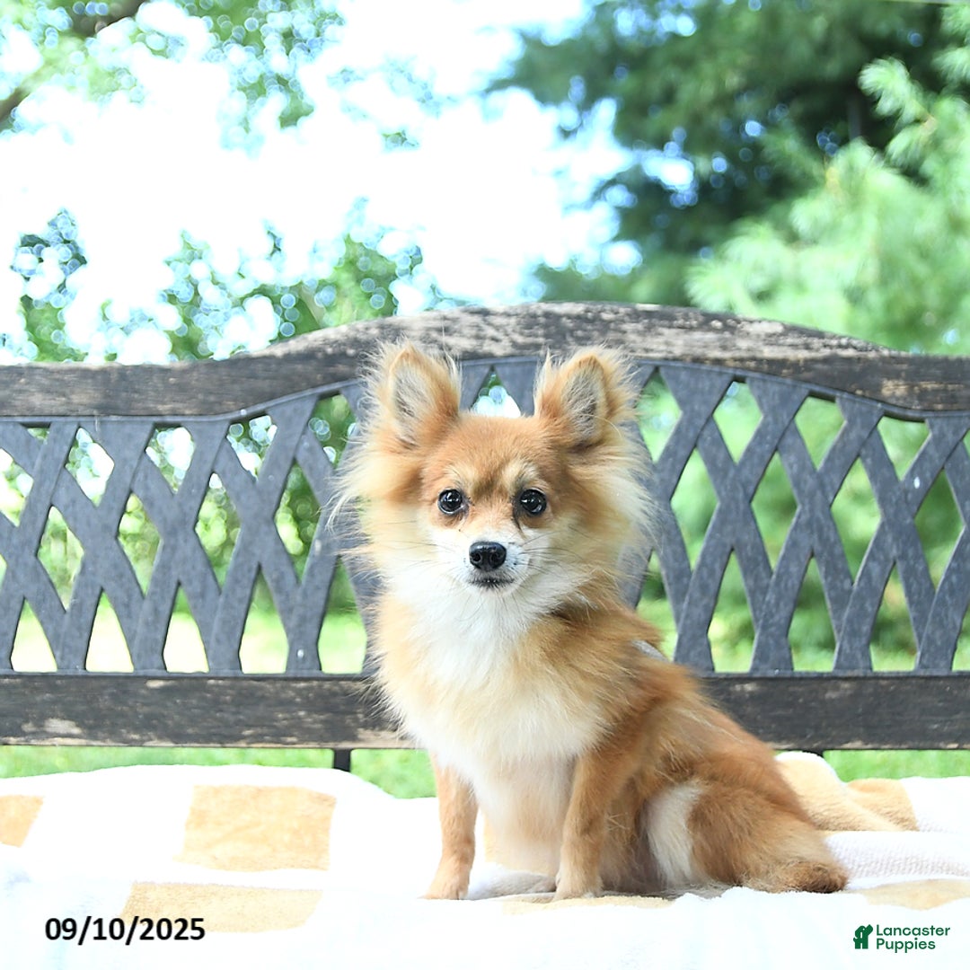 Pomapoo dogs for sale: Lil Scottie - Ad 16