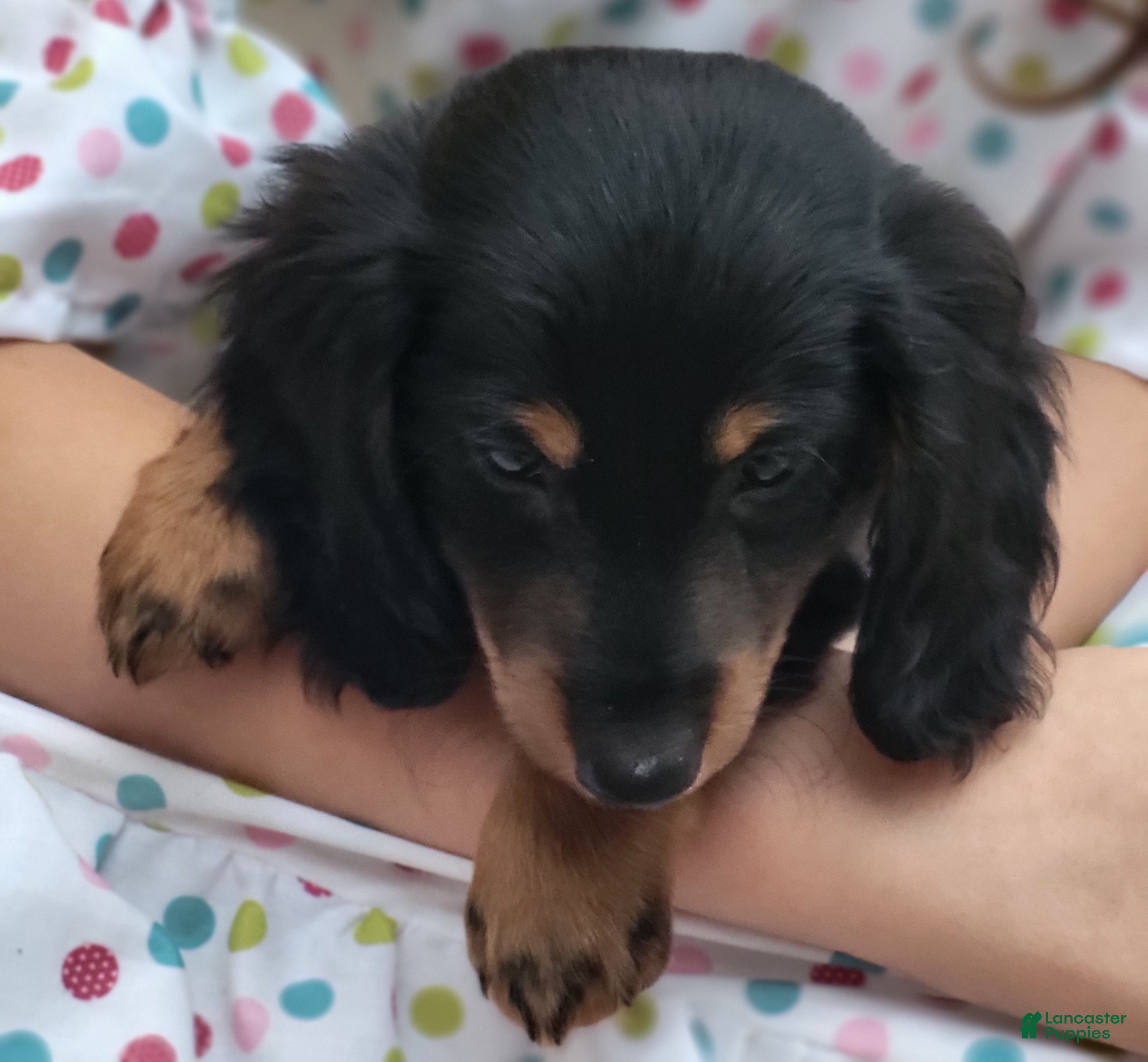 Miniature Dachshund dogs Mike - Ad 1