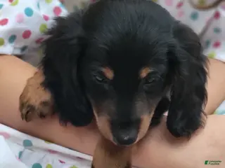 Miniature Dachshund dogs for sale: Mike - Ad 4