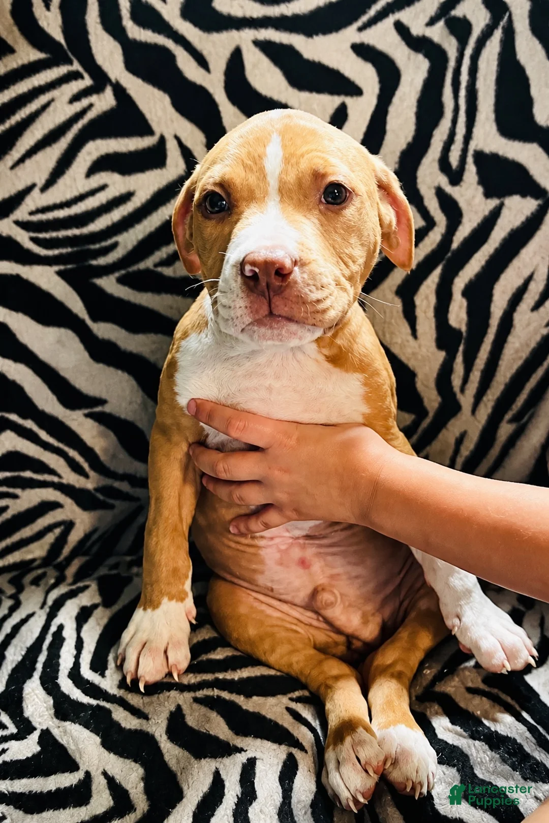 Mixed Breed dogs for sale: Mixed Breed 2 - Ad 2