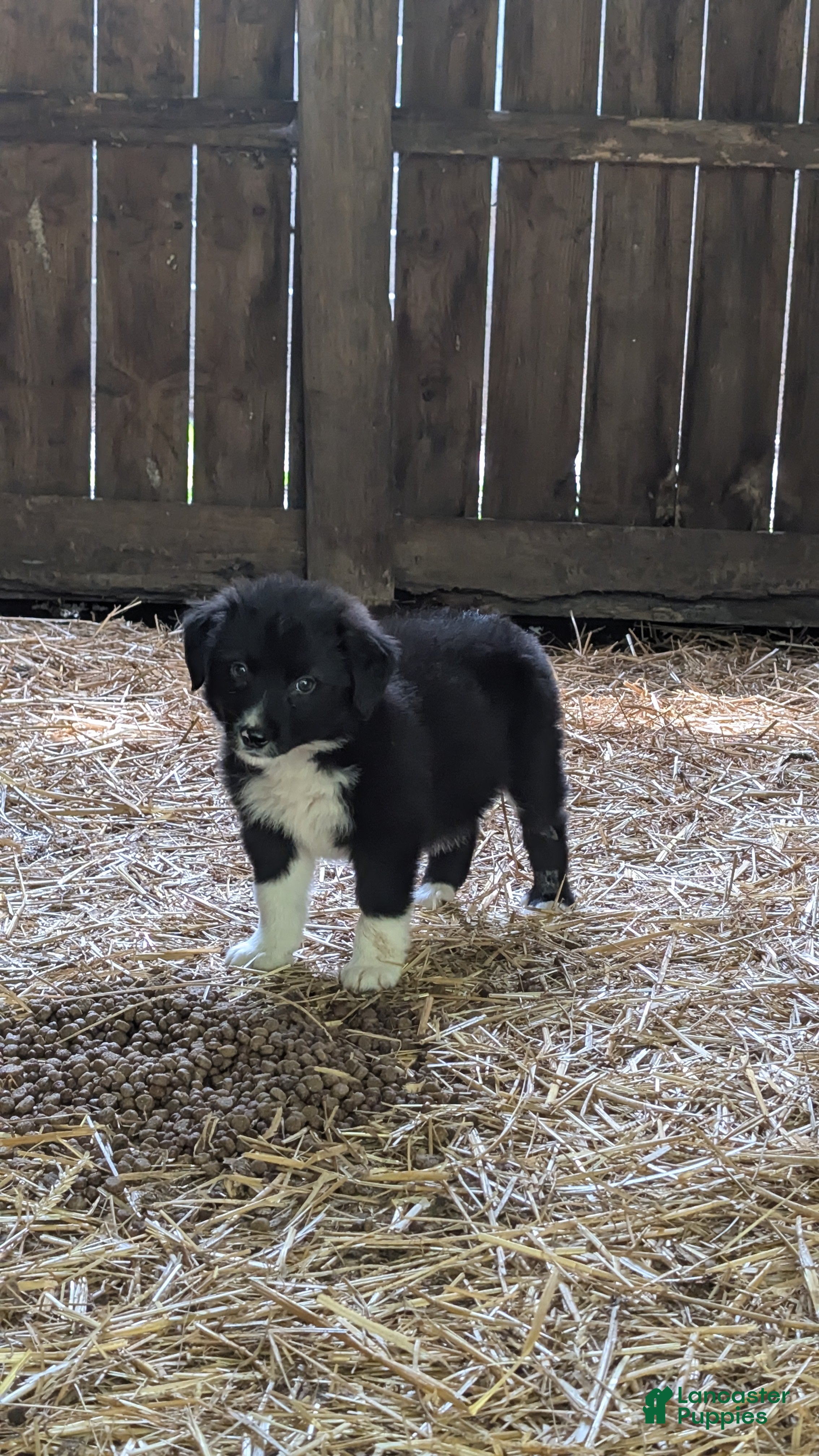 Bernese Mountain Dog dogs Bernese Mountain Dog 3 - Ad 2