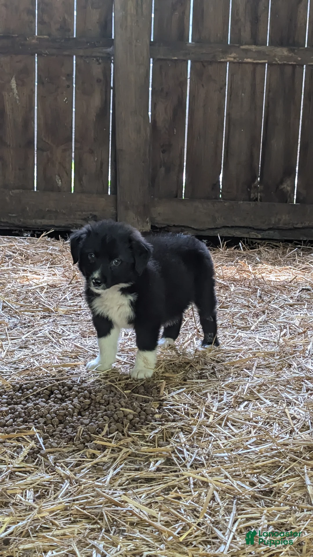 Bernese Mountain Dog dogs for sale: Bernese Mountain Dog 3 - Ad 2