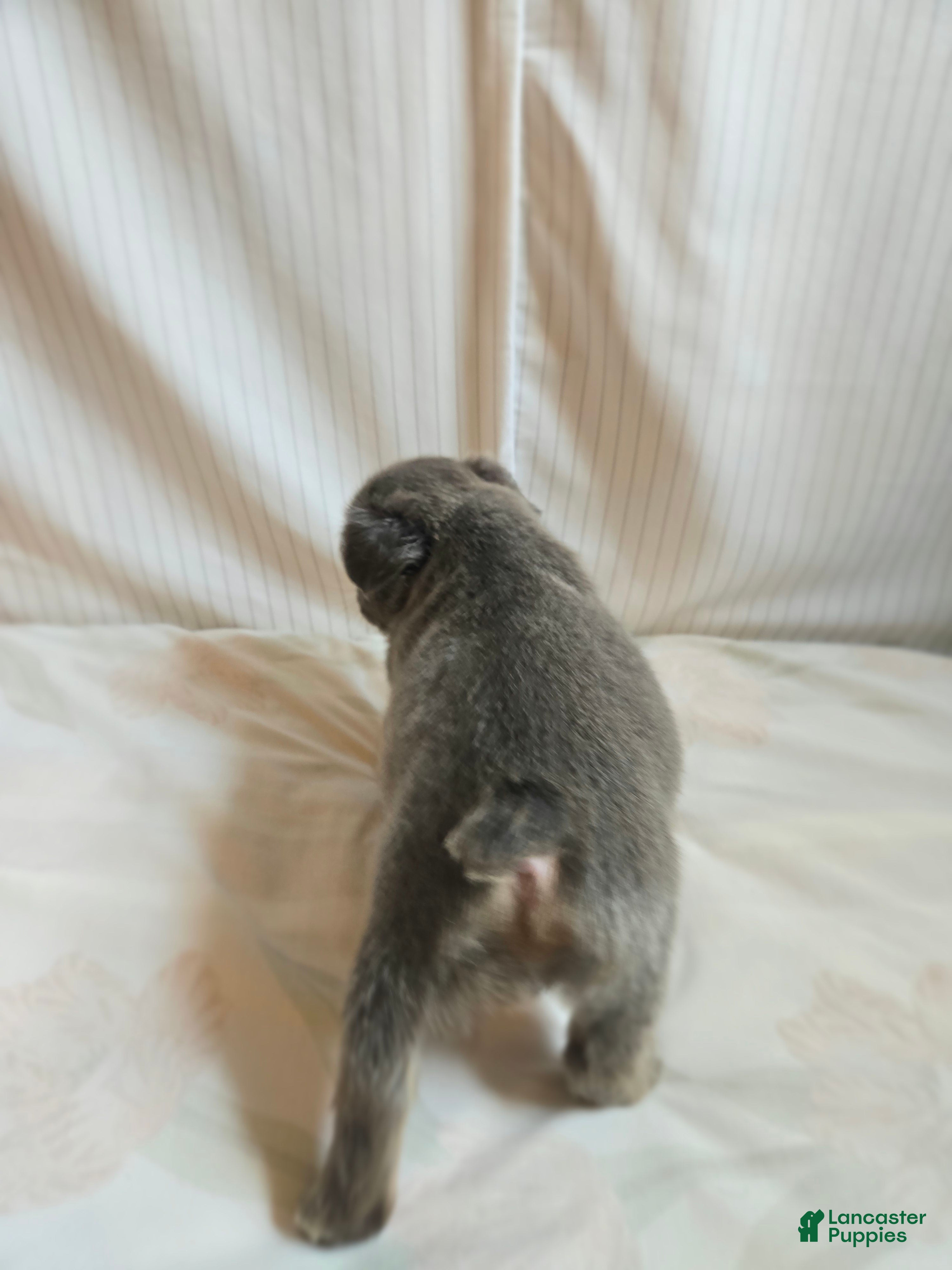 French Bulldog dogs for sale: Athena - Ad 4