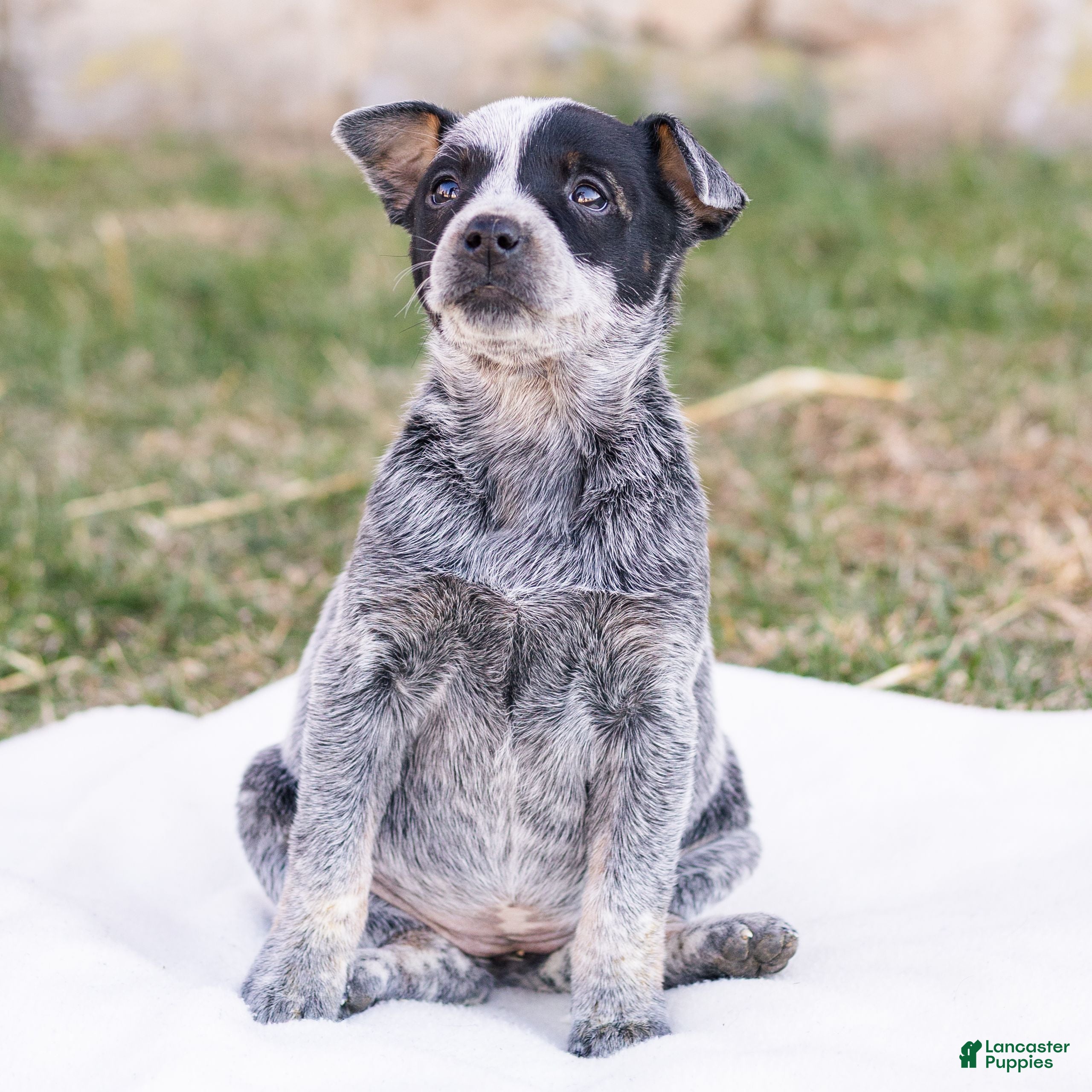 Mixed Breed dogs Hailey  - Ad 2