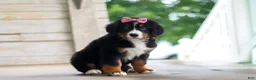 Bernese Mountain Dog dogs for sale: Lainey - Ad 5