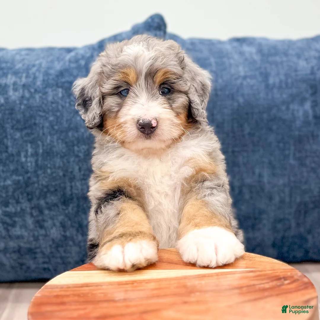 Mini Bernedoodle dogs for sale: Oakley - Ad 2