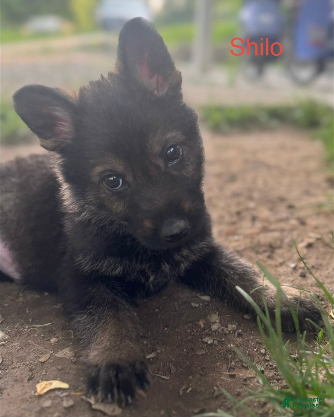 German Shepherd dogs for sale: Thor - Ad 12