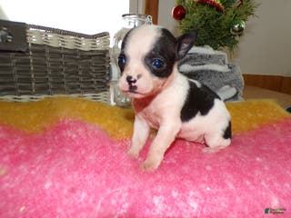 Chihuahua dogs Chihuahua Puppy 6 Buttton - Ad 37