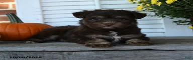 Mocha