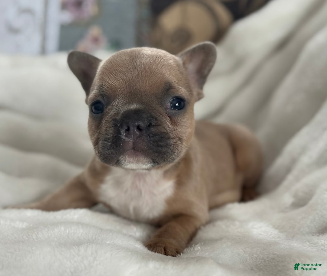 French Bulldog dogs for sale: Wilder - Ad 4