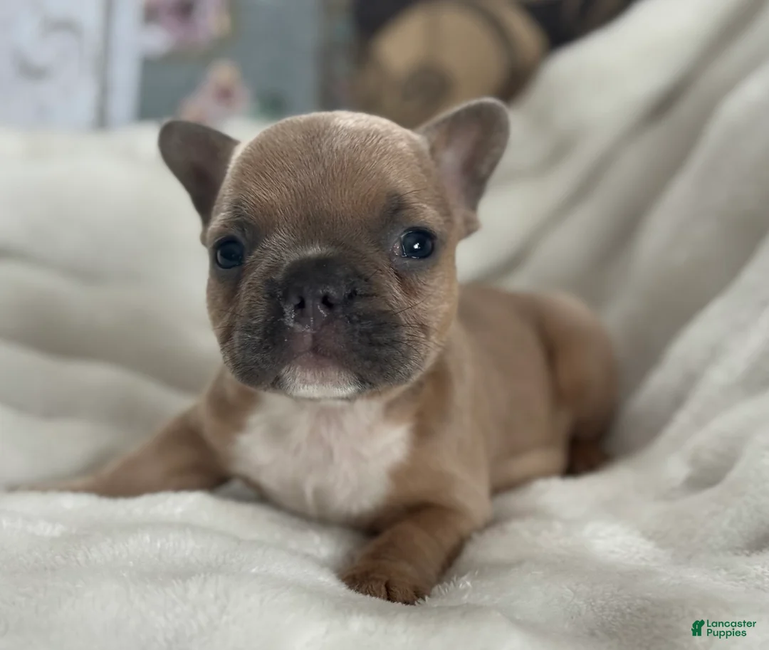 French Bulldog dogs for sale: Wilder - Ad 19