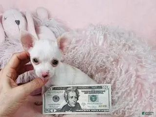 Chihuahua dogs Chihuahua Puppy 1 - Ad 30