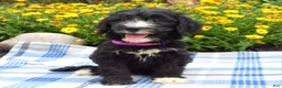 Sheepadoodle dogs for sale: Sugar - Ad 3