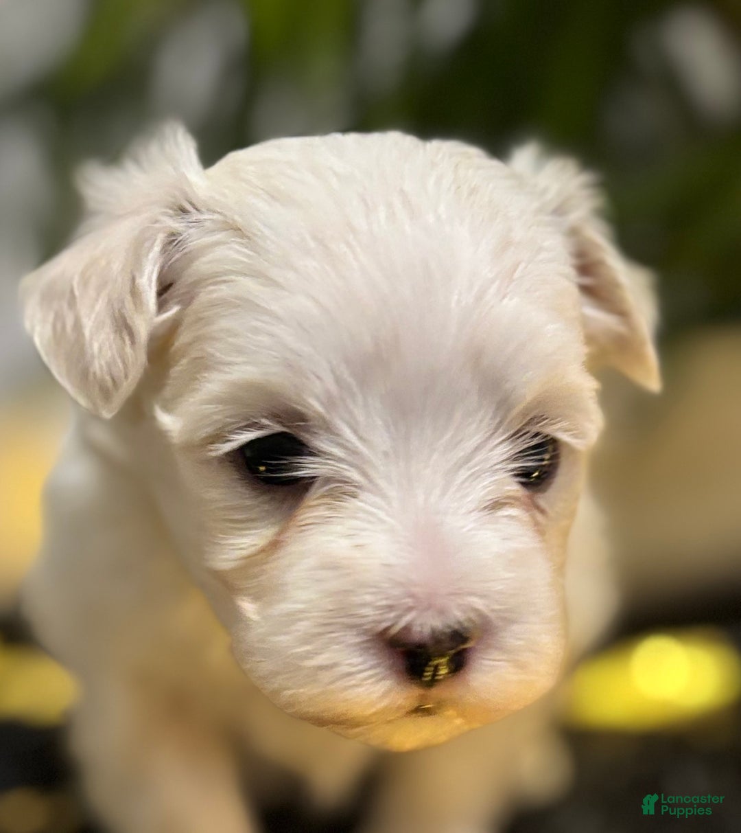 Maltese dogs for sale: Cody - Ad 4