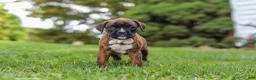 Boxer dogs for sale: Ruby - Ad 5