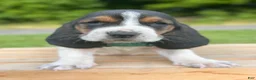 Basset Hound dogs for sale: Archie - Ad 4