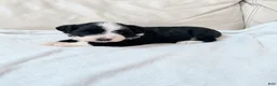 Mixed Breed dogs for sale: Oreo  - Ad 3