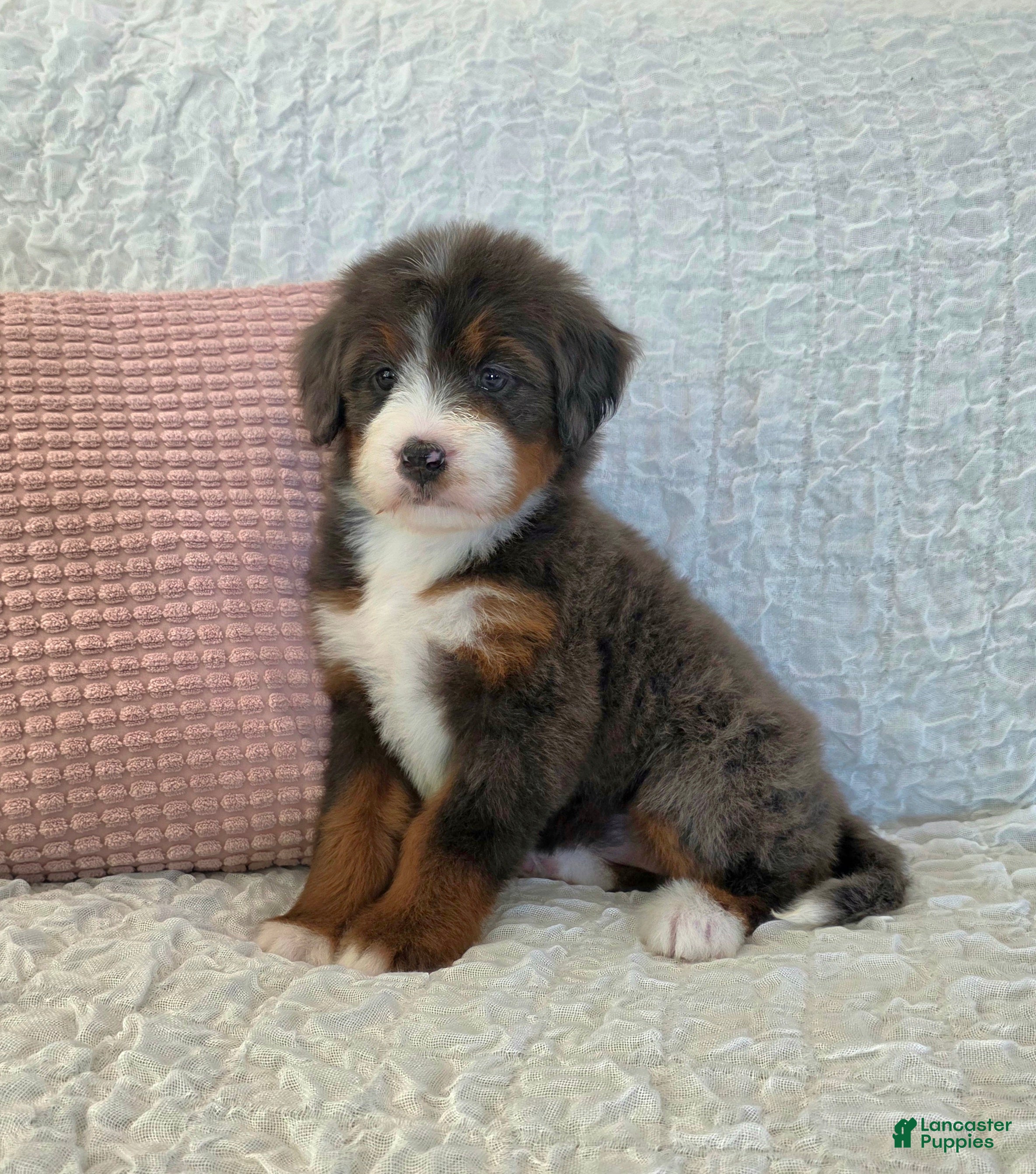 Bernedoodle dogs Poppy - Ad 1