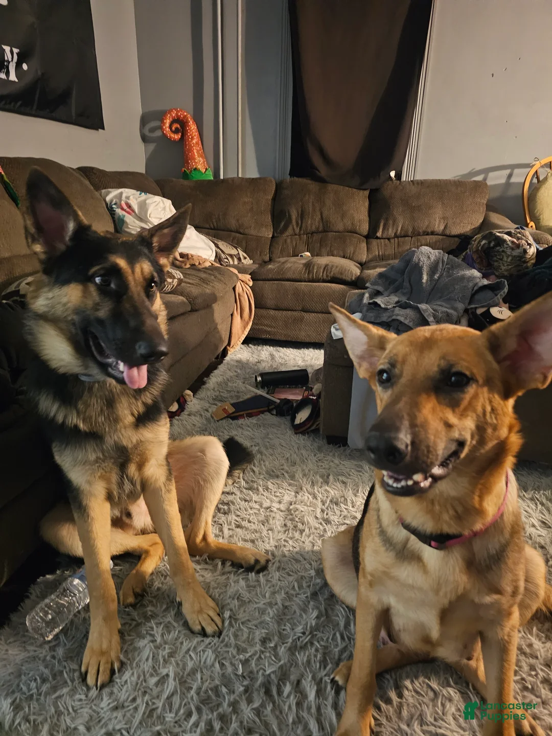 German Shepherd dogs for sale: German Shepherd Puppy 1 - Ad 2