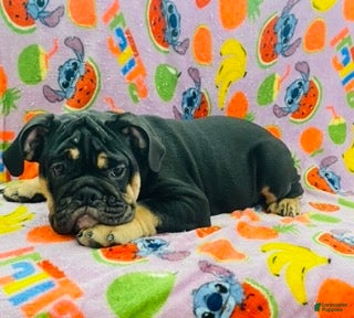 English Bulldog dogs Diamond - Ad 30