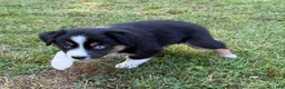 Australian Shepherd dogs for sale: Tinker Bell - Ad 8