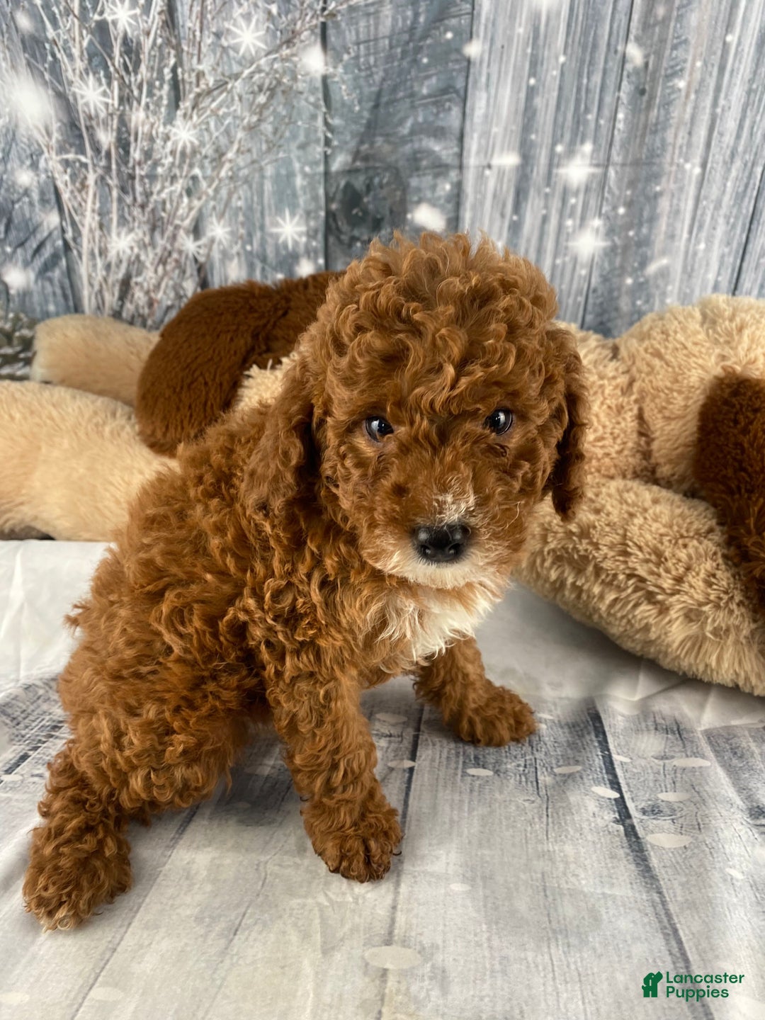 Miniature Poodle dogs for sale: Frankie - Ad 2