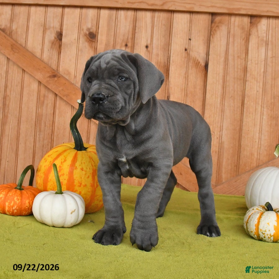 Cane Corso dogs Charm  - Ad 1