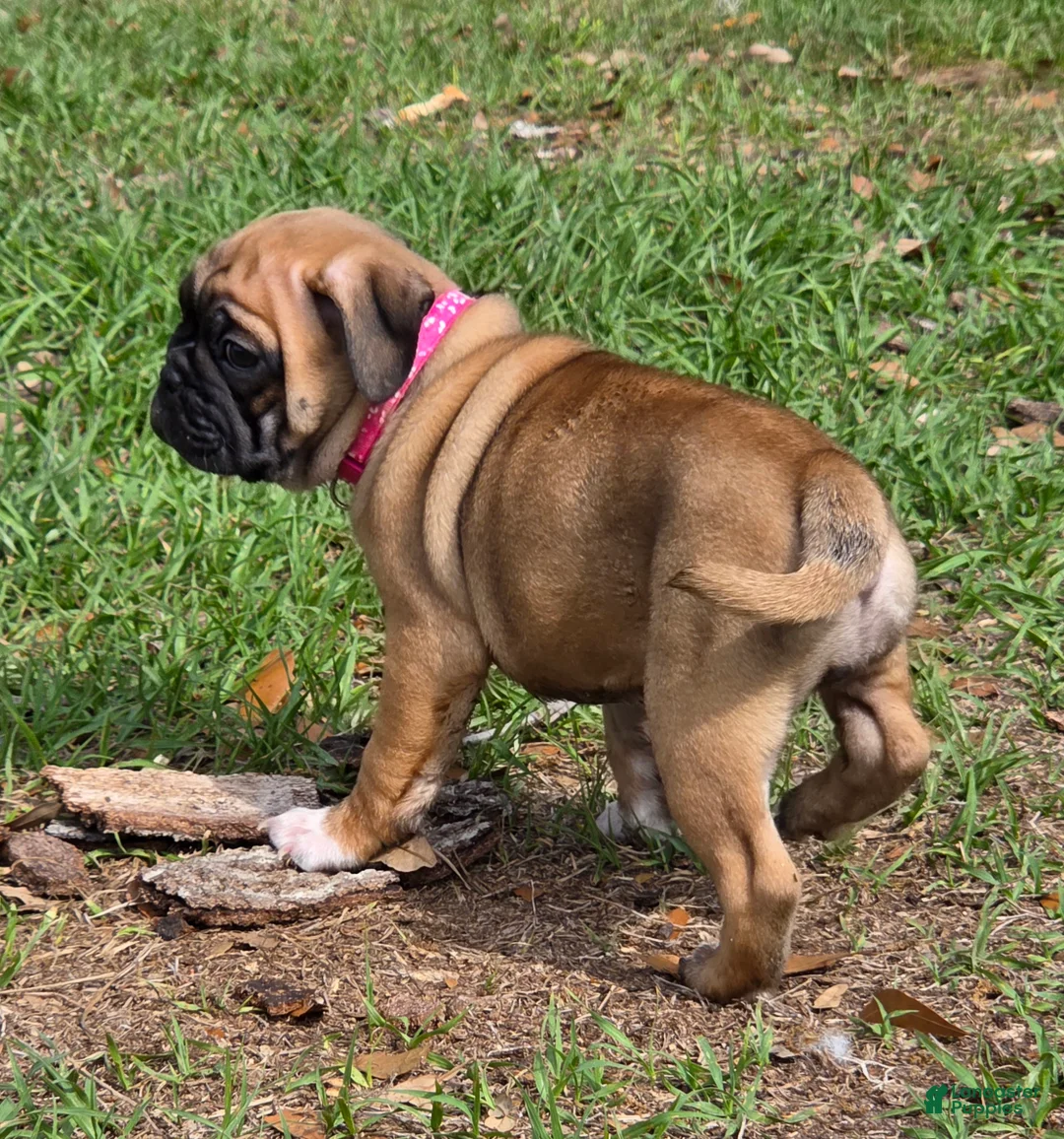 Mixed Breed dogs for sale: Muffin  - Ad 2