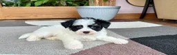Havapoo dogs for sale: Havapoo boy 2 - Ad 9
