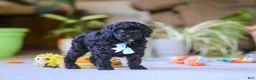 Miniature Poodle dogs for sale: Blake - Ad 7